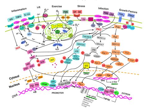 Schematic illustration of redox signaling pathways based on current... | Download Scientific Diagram