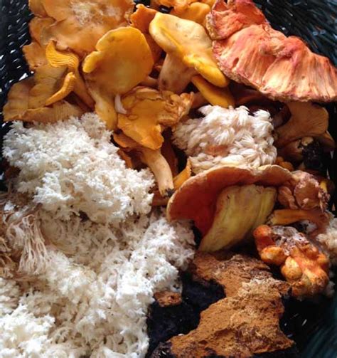 Edible Mushrooms 101, a Fall Foraging Class on October 15 | Greens N ...