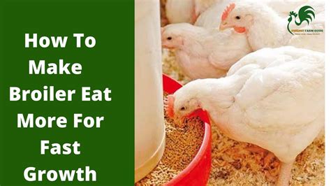 5 Ways To Feed Your Broilers For Fast Growth and weight | Poultry Farm ...