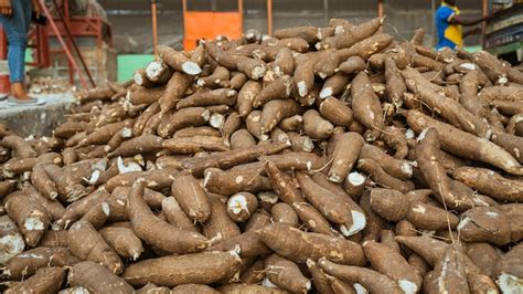 Premium Photo | Freshly harvested cassava tubers