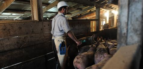 As COVID Pummels Slaughterhouse Workers, Meat Companies Won’t Slow Down