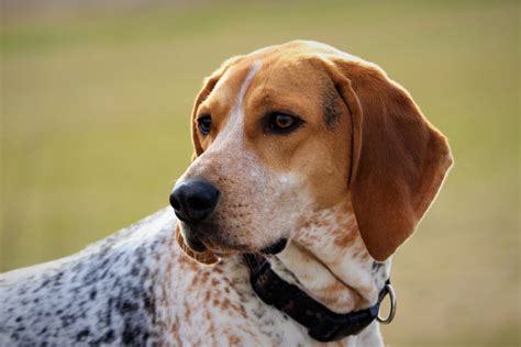 Coonhound Beagle Mix – Is This The Best Beagle Mix?