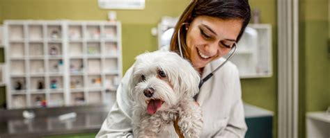 How Often Should I Take My Dog to the Veterinarian?