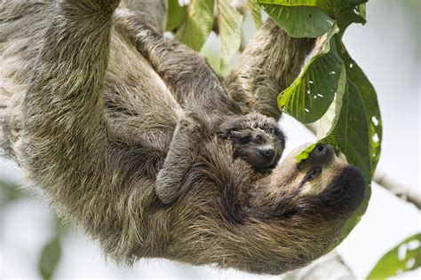 Sloths Like It Hot - The Sloth Conservation Foundation