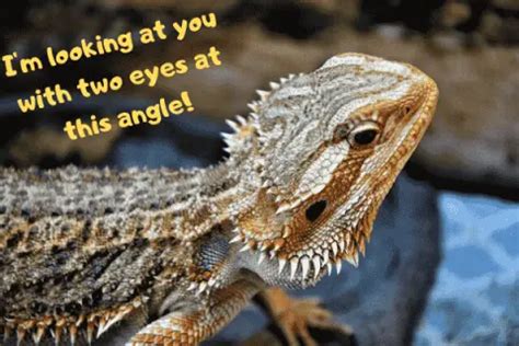 Bearded Dragon's Third Eye? - UrbanReptiles