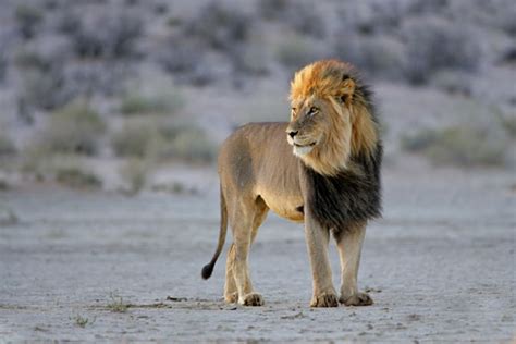 An Introduction to the Lions of the Kalahari