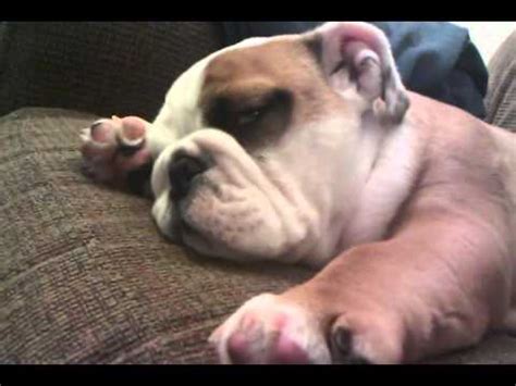 english bulldog puppy sleeping - YouTube