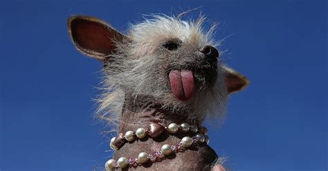 Photos from the World's Ugliest Dog contest