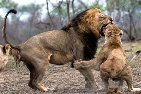 Amazing moment ferocious lioness rips out lion's fang after he got too ...