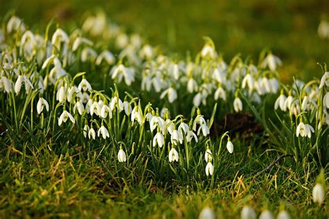 How To Grow Snowdrops - Wild Garden Expert