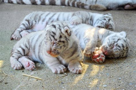 Tigre De Bebé Blanco De Bengala Imagen de archivo - Imagen de despredador, tierra: 80862661