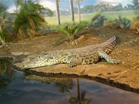 The Online Zoo - Cuban Crocodile