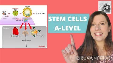 STEM CELLS: Totipotent, pluripotent, multipotent and unipotent. Learn how iPS cells are made ...