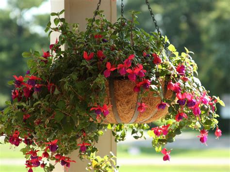 Hanging Shade Flowers: Shade Tolerant Flowers For Hanging Baskets ...