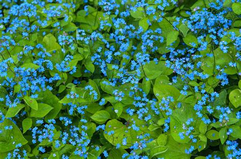 37 Best Garden Plants With Blue Flowers