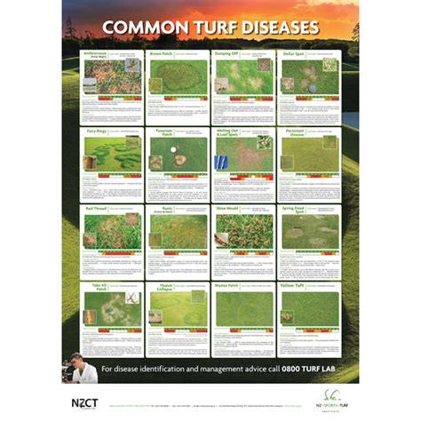 Common Turf Diseases Poster - NZSTI