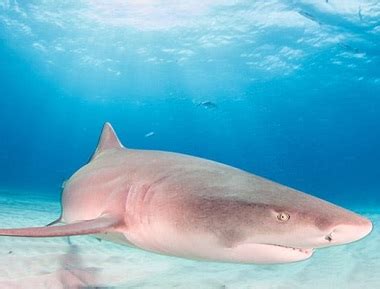 Tiburón Limón: Maravillas en los Arrecifes