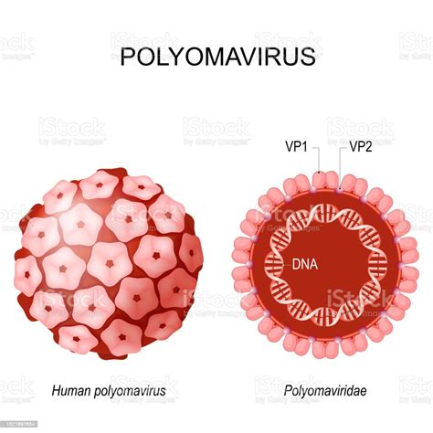 Structure Of Polyomavirus Stock Illustration - Download Image Now ...