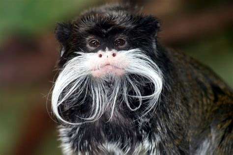 Emperor Tamarin Facts You'll Be Grateful You Know - Animal Media Foundation