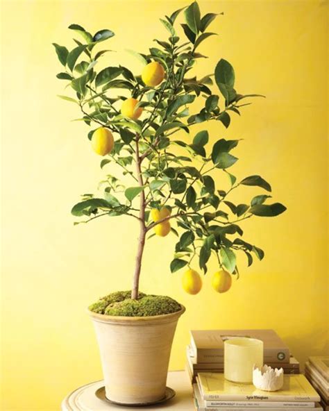 Indoor Citrus Trees | HubPages