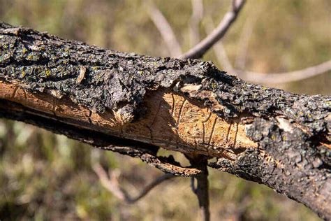 7 Ash Tree Diseases and How to Treat Them