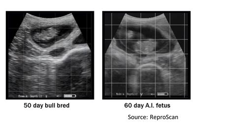 Can Early Pregnancy Detection Help You Make Culling and Replacement Decisions This Fall? - Beef Web