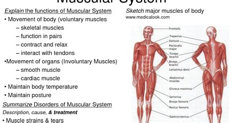 The most powerful ways: Muscle Structure and Function