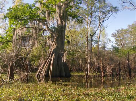 Tour Louisiana's Atchafalaya Basin Swamp | The Heart of Louisiana