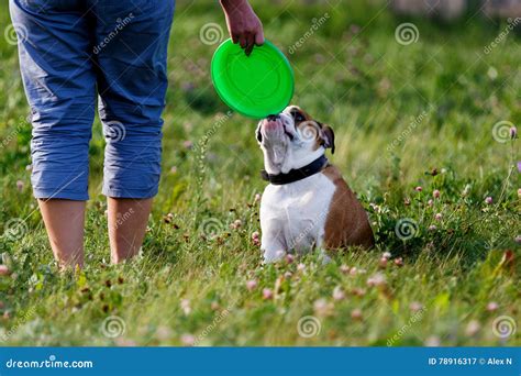 Funny English Bulldog Plays with His Master in Nature Stock Image - Image of adorable, nature ...