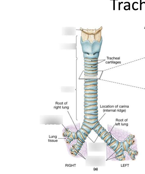 Trachea diagram Diagram | Quizlet