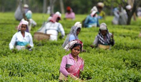 Assam: Tea company institutes Best Plucker Award for workers