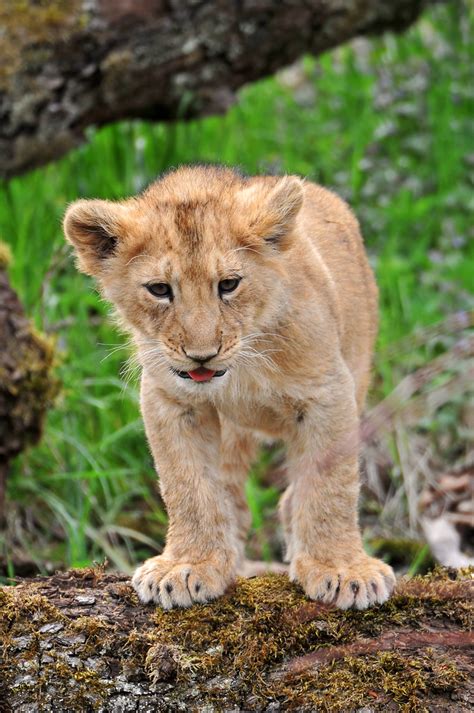 Cutely posing | One of the Asiatic lion cubs of the zoo of Z… | Flickr