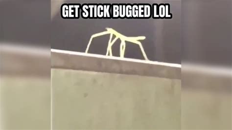 Get Stick Bugged Lol | Know Your Meme