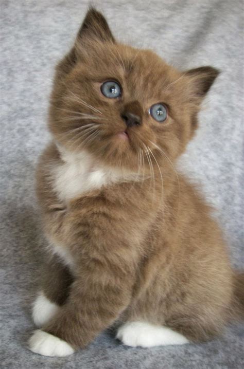 5 Most Cutest Cats Breed - Angels on Earth