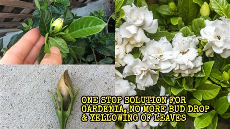 THE MOST APPROPRIATE METHOD OF CARING GARDENIA, GET RID OF BUD DROP PROBLEM, How to care ...