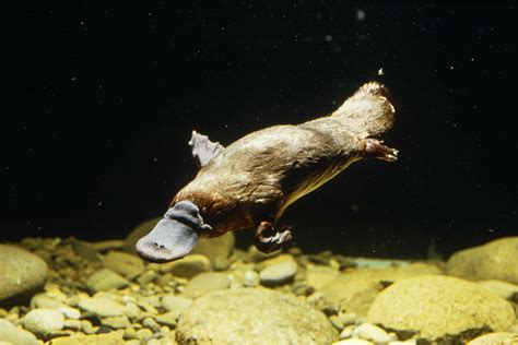 Platypus Facts, Worksheets, Habitat, Diet & Species For Kids