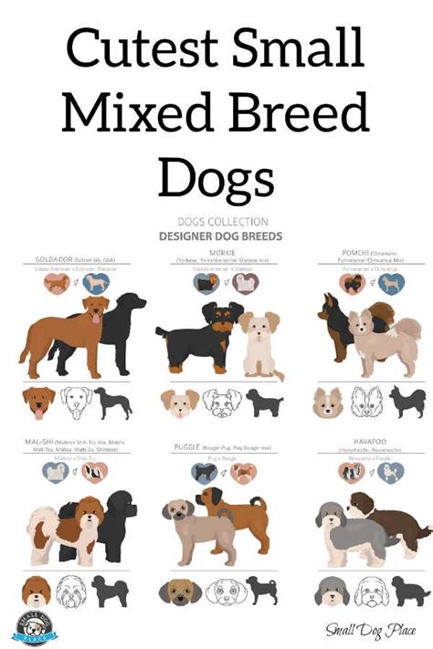 Complete Guide to the Cutest Small Mixed Breed Dogs to Adopt