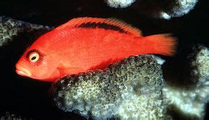 Flame Hawkfish (Neocirrhites armatus) - The Free Freshwater and ...