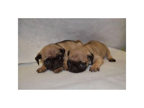 2 beautiful Pug Puppies $500 each West Covina - Puppies for Sale Near Me