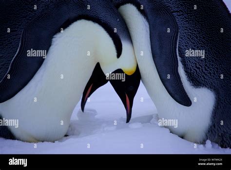 Male emperor penguin egg hi-res stock photography and images - Alamy