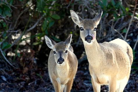 Miami Blue Butterfly: The Florida Key Deer of Big Pine Key