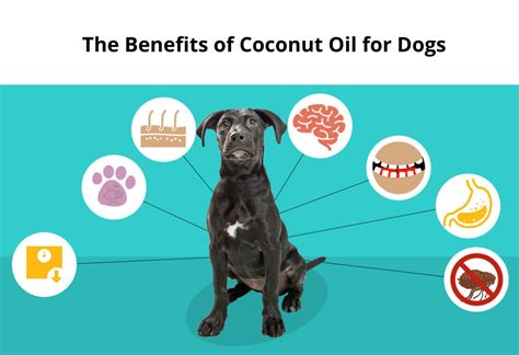 Coconut Oil For Dogs Sore, Cracked, And Dry Dog Paws