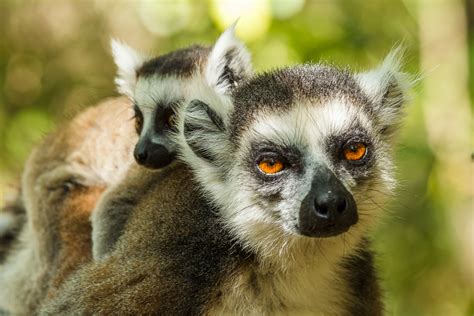 Katta Lemur Foto & Bild | tiere, wildlife, säugetiere Bilder auf ...