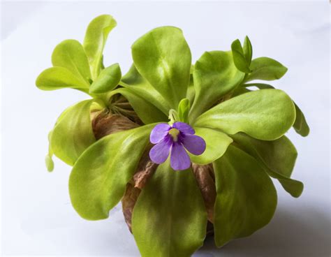 All You Need To Know About Growing The Butterwort Plant