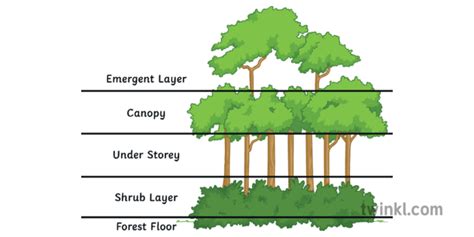 Geographic Location Of Tropical Rainforest / Tropical Climate Zones ...