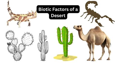 Biotic Factors of a Desert - Biology Notes Online