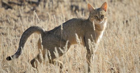 Cat domestication may date back more than 5,000 years