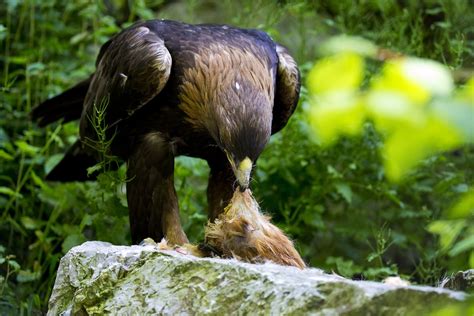 Golden Eagle Time To Eat Feeding - Free photo on Pixabay - Pixabay