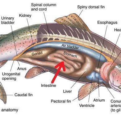 depicts the whole organ-the intestine, which was cut out during fish... | Download Scientific ...