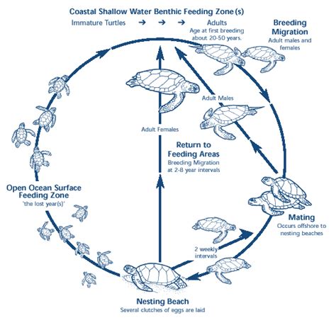 Green Sea Turtle Food Chain